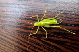 Attēlu rezultāti vaicājumam “Lycogala persicum sessile”