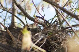 Attēlu rezultāti vaicājumam “Turdus viscivorus nest”