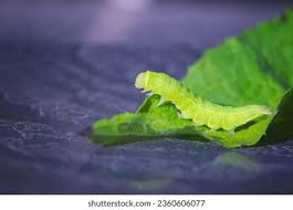 Attēlu rezultāti vaicājumam “Phlogophora meticulosa”