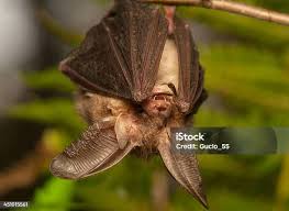 Attēlu rezultāti vaicājumam “Plecotus auritus”