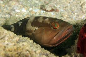 Image result for Epinephelus morio