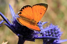 Attēlu rezultāti vaicājumam “Lycaena virgaureae”