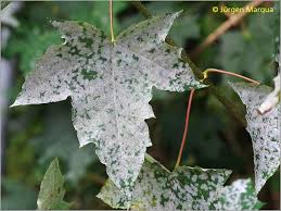 Attēlu rezultāti vaicājumam “Sawadaea tulasnei”