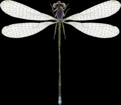 Attēlu rezultāti vaicājumam “Nehalennia speciosa”