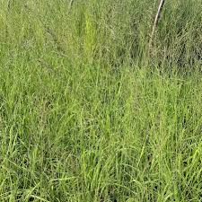 Attēlu rezultāti vaicājumam “Molinia caerulea”