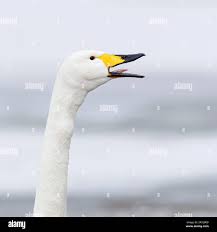 Attēlu rezultāti vaicājumam “Cygnus cygnus adult”