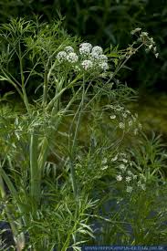 Attēlu rezultāti vaicājumam “Cicuta virosa leaf”
