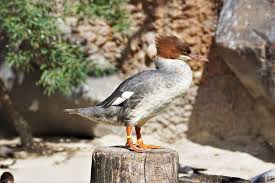 Attēlu rezultāti vaicājumam “Mergus merganser female”