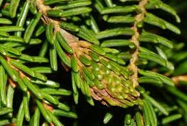 Attēlu rezultāti vaicājumam “Sacchiphantes abietis”