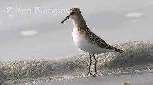 Attēlu rezultāti vaicājumam “Calidris minuta”