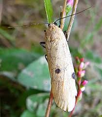 Attēlu rezultāti vaicājumam “Lithosia quadra female”