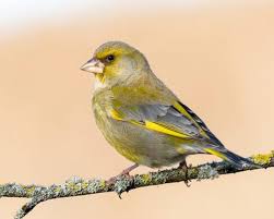 Image result for Carduelis citrinella