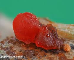 Attēlu rezultāti vaicājumam “Stemonitopsis aequalis var. microspora macro”