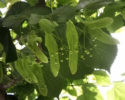 Attēlu rezultāti vaicājumam “Tilia platyphyllos subsp. cordifolia leaf”