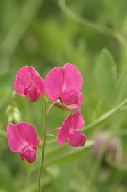 Attēlu rezultāti vaicājumam “Lathyrus tuberosus leaf”