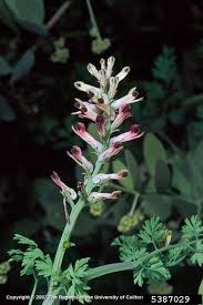 Attēlu rezultāti vaicājumam “Fumaria officinalis”