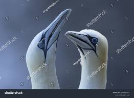 Image result for Morus bassanus