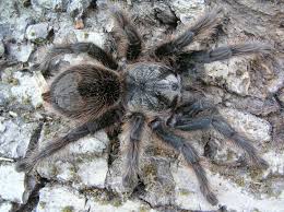 Znalezione obrazy dla zapytania Grammostola grossa