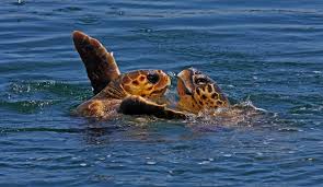 Image result for Caretta caretta