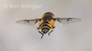 Attēlu rezultāti vaicājumam “Sericomyia silentis”