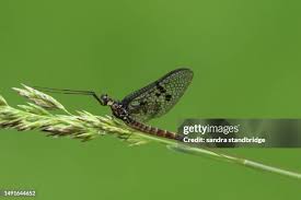 Attēlu rezultāti vaicājumam “Ephemera vulgata”