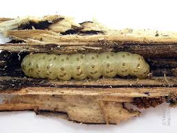 Attēlu rezultāti vaicājumam “Scardia boletella”