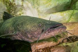 Image result for Pylodictis olivaris