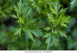 Image result for Liebstöckel