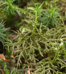 Attēlu rezultāti vaicājumam “Hylocomiastrum umbratum”