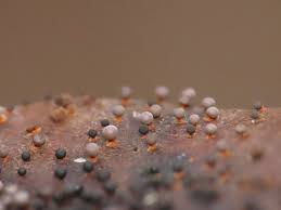 Attēlu rezultāti vaicājumam “Craterium leucocephalum var. scyphoides spores”