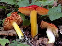 Attēlu rezultāti vaicājumam “Hygrocybe sp.”