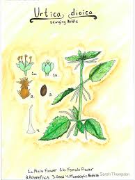 Attēlu rezultāti vaicājumam “Urtica dioica fruit”