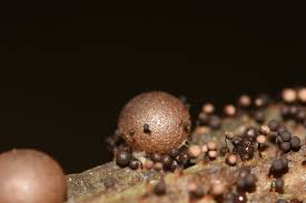 Attēlu rezultāti vaicājumam “Cribraria vulgaris”