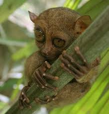 Attēlu rezultāti vaicājumam “Primates”