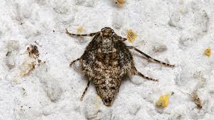 Attēlu rezultāti vaicājumam “Epirrita sp.”