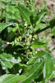 Attēlu rezultāti vaicājumam “Sonchus oleraceus bud”