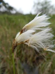 Attēlu rezultāti vaicājumam “Eriophorum gracile fruit”