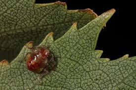 Attēlu rezultāti vaicājumam “Elasmostethus interstinctus nymph”