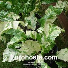 Attēlu rezultāti vaicājumam “Armoracia rusticana leaf”