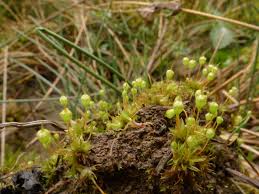 Attēlu rezultāti vaicājumam “Physcomitrium pyriforme sporophyte”