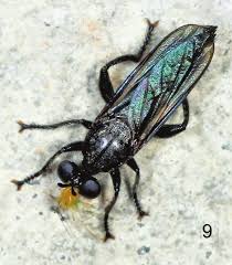 Attēlu rezultāti vaicājumam “Choerades sp.”