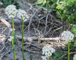 Attēlu rezultāti vaicājumam “Trichia alpina sessile”