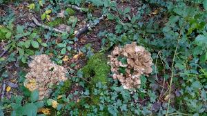 Attēlu rezultāti vaicājumam “Cortinarius praestans”