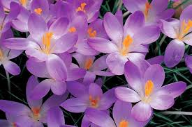 Attēlu rezultāti vaicājumam “Crocus tommasinianus”