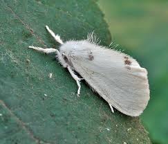 Attēlu rezultāti vaicājumam “Euproctis similis imago”