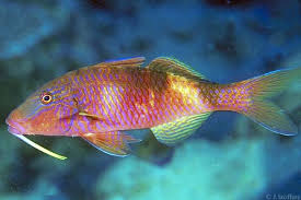 Image result for Parupeneus trifasciatus