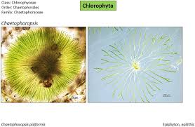 Attēlu rezultāti vaicājumam “Chaetophora pisiformis”