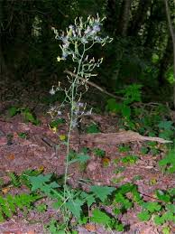 Attēlu rezultāti vaicājumam “Mycelis muralis leaf”