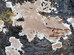 Attēlu rezultāti vaicājumam “Elmerina caryae”