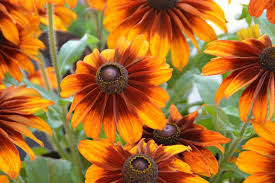 Image result for Rudbeckia